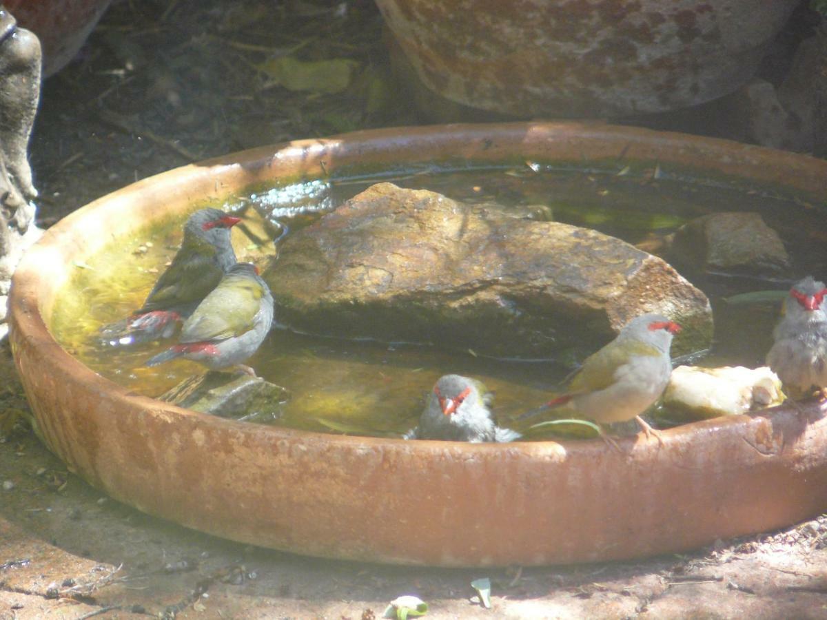 מודגי Wildwood Guesthouse מראה חיצוני תמונה